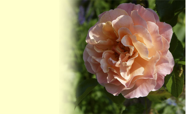 Rosenblüte